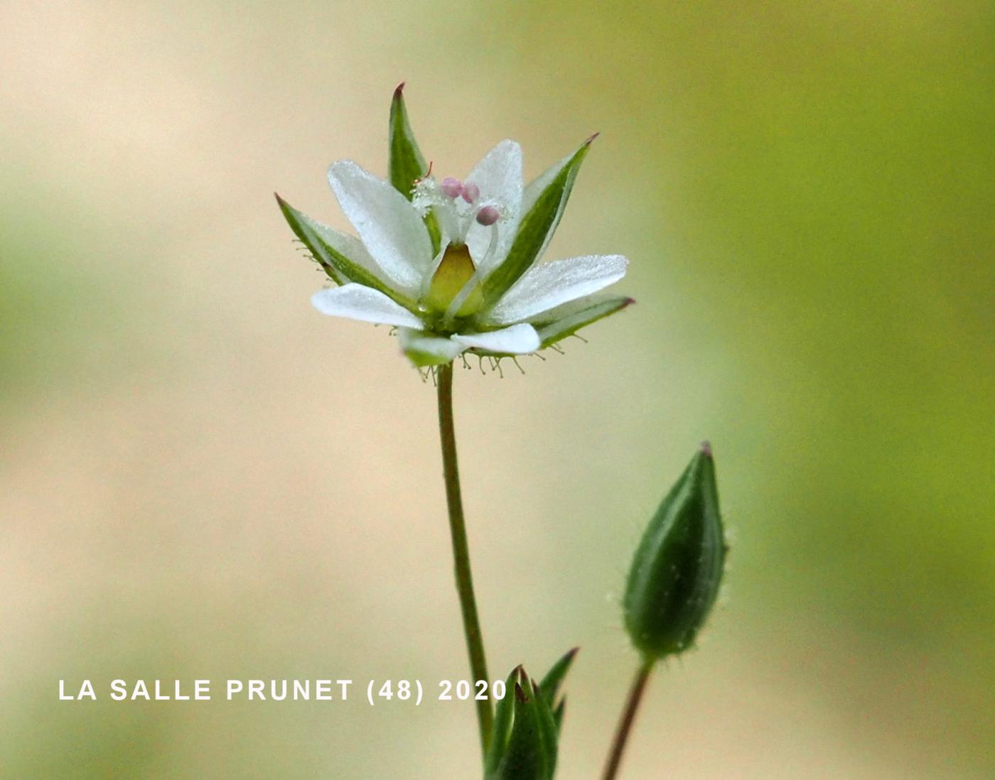 Sandwort, Fine-leaved flower